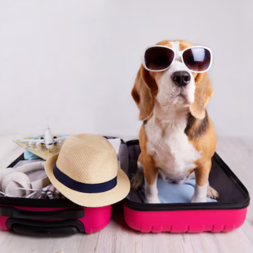 Everything You Need to Know About Pet Travel Insurance
